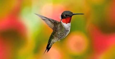 Emon Jodi Hoto Guitar Chords – Joler Gan