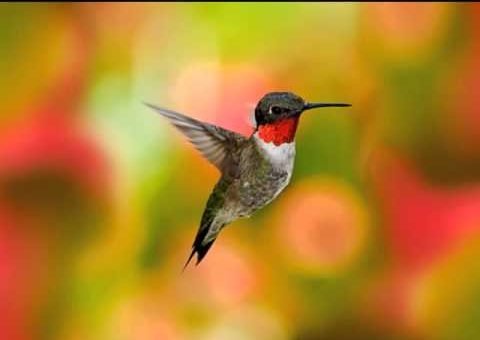 Emon Jodi Hoto Guitar Chords – Joler Gan